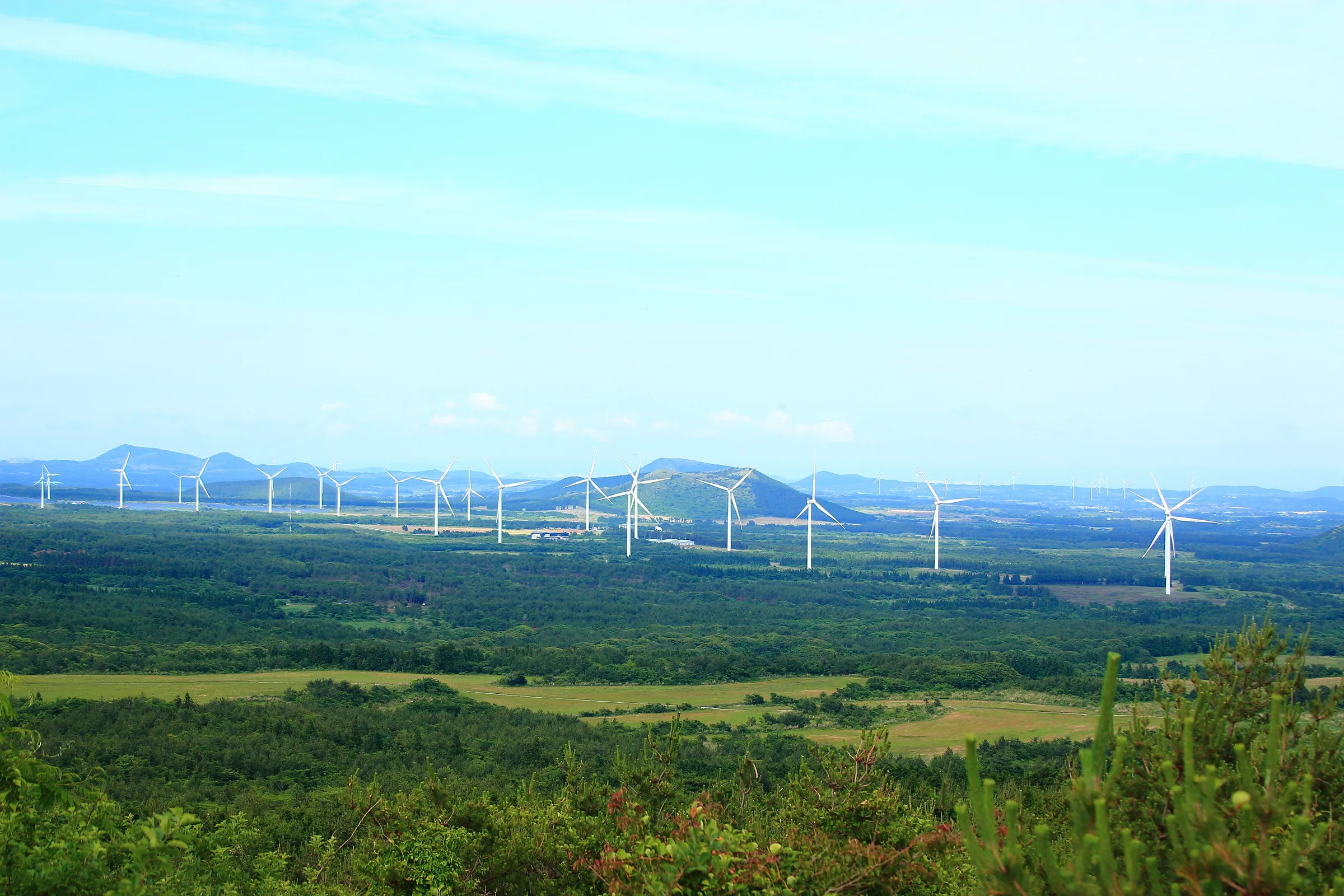 Green forests of Ramsar